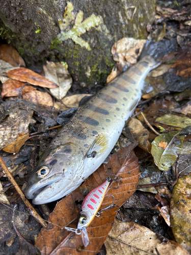 ヤマメの釣果