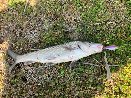 ニゴイの釣果