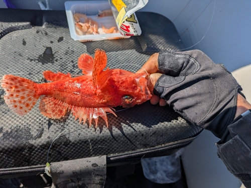 イズカサゴの釣果