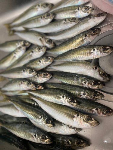 アジの釣果