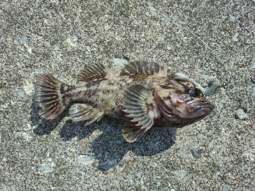 ムラソイの釣果