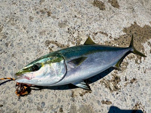 ブリの釣果