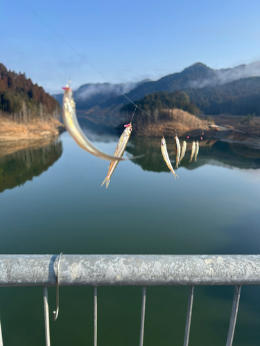 ワカサギの釣果