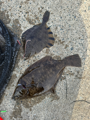 カレイの釣果