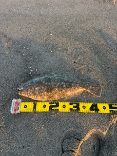 ヒラメの釣果