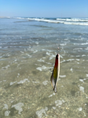 シタビラメの釣果