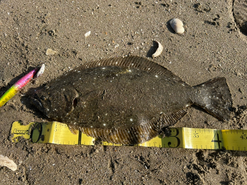 ヒラメの釣果