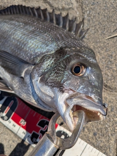 クロダイの釣果