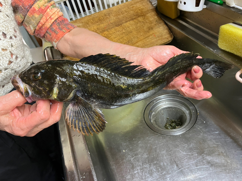 アイナメの釣果