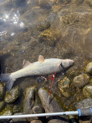 コイの釣果