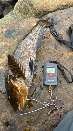 アイナメの釣果