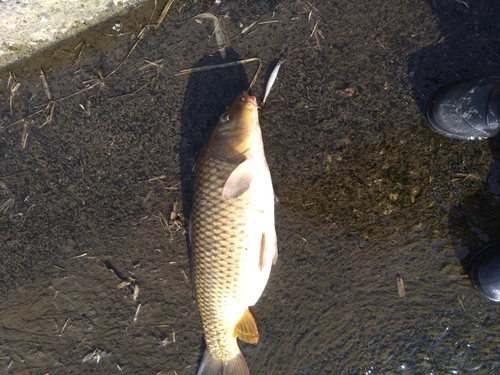 コイの釣果