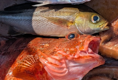 イサキの釣果