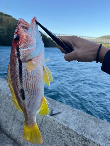 ヨスジフエダイの釣果