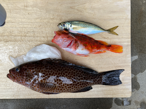 オオモンハタの釣果