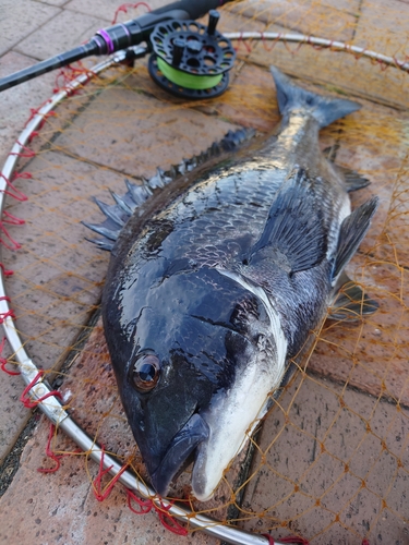 チヌの釣果