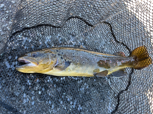 ブラウントラウトの釣果