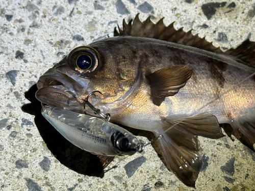 メバルの釣果