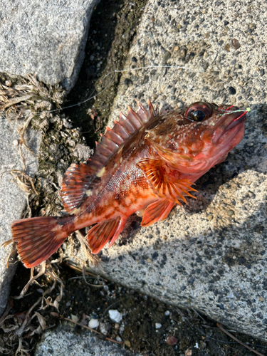 カサゴの釣果