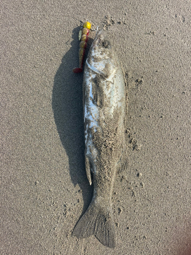 セイゴ（マルスズキ）の釣果