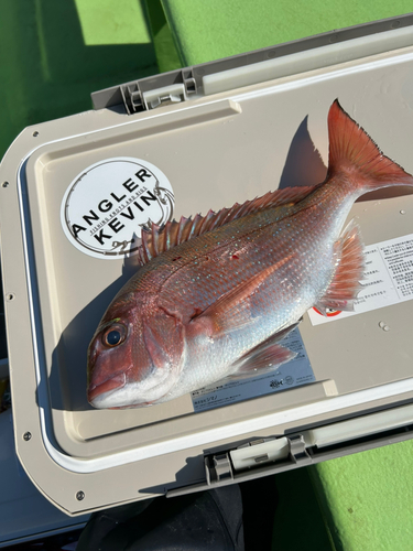 マダイの釣果