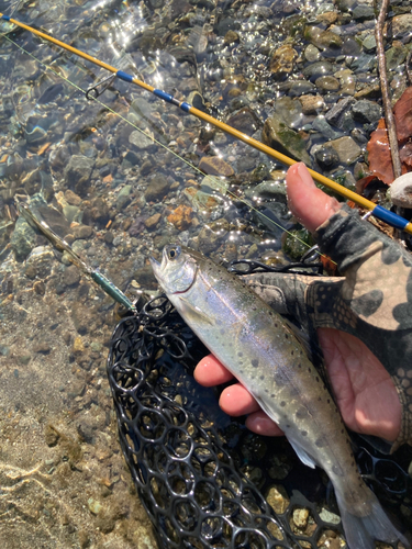 ヤマメの釣果