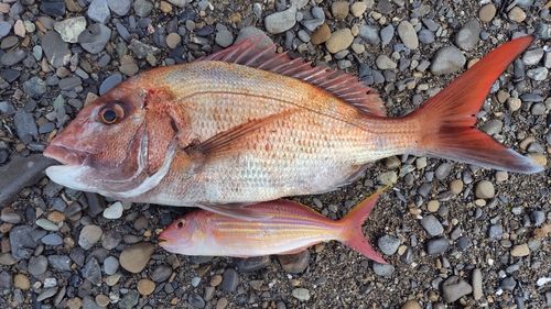 マダイの釣果