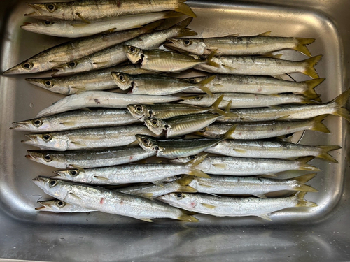 カマスの釣果