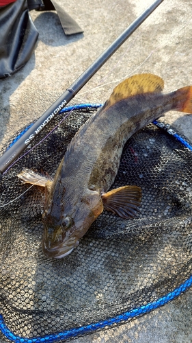 アイナメの釣果