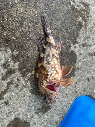 カサゴの釣果