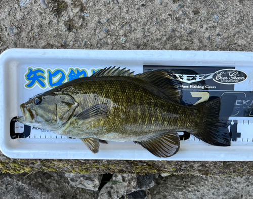 スモールマウスバスの釣果