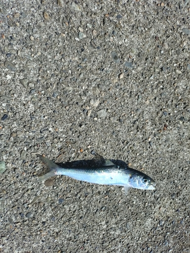 カタボシイワシの釣果