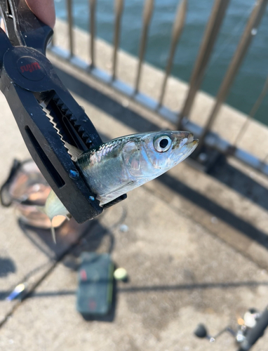 マイワシの釣果