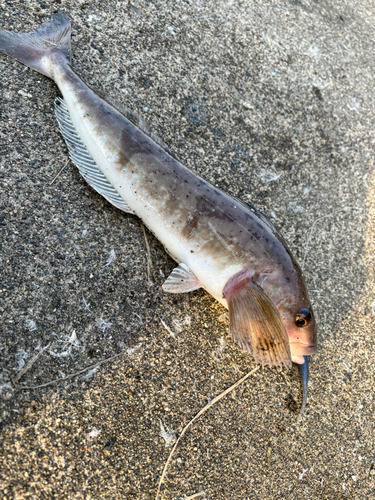 ホッケの釣果