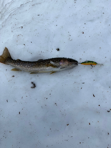 イワナの釣果