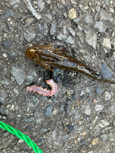 アカオビシマハゼの釣果