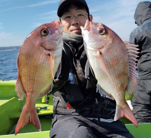 マダイの釣果