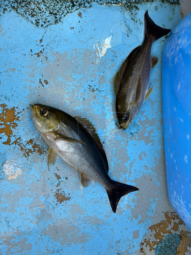 イサキの釣果