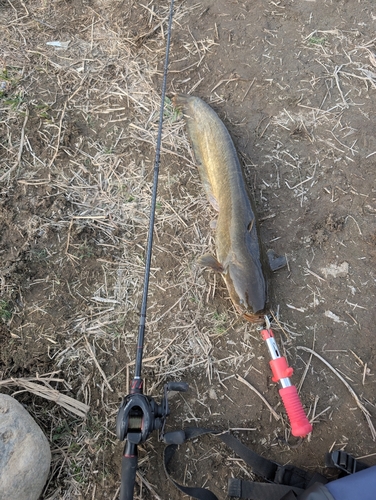 ニホンナマズの釣果