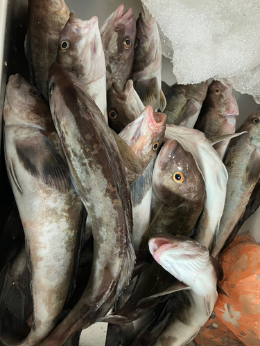 ホッケの釣果