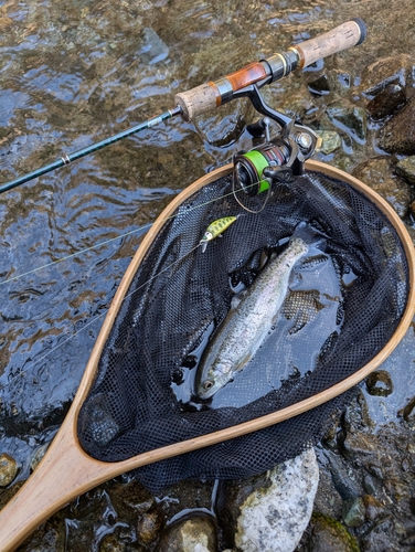 ニジマスの釣果