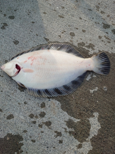 クロガシラガレイの釣果