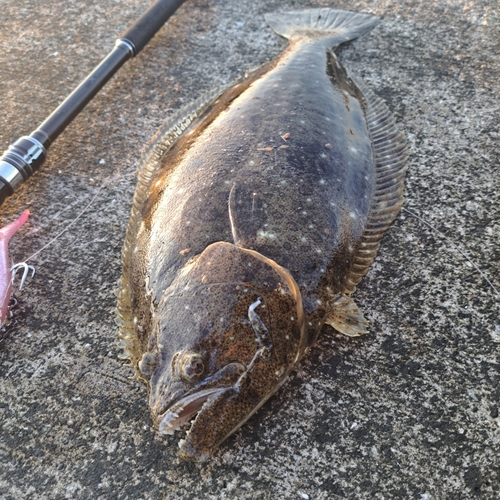 ソゲの釣果