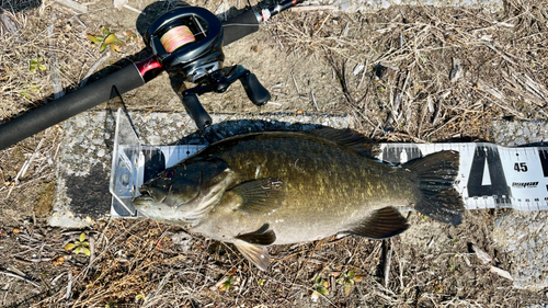 スモールマウスバスの釣果