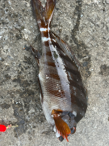 タカノハダイの釣果