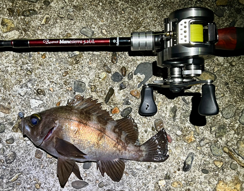 シロメバルの釣果