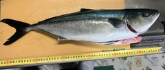 メジロの釣果