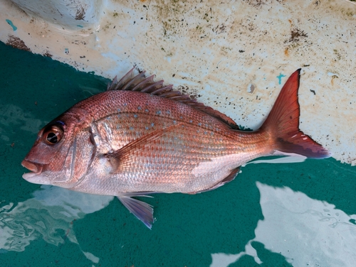 マダイの釣果