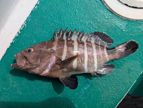 マハタの釣果