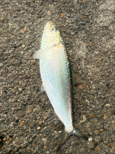 カタボシイワシの釣果